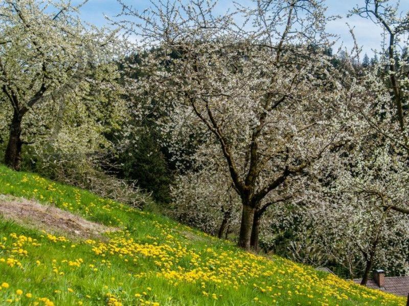 Ferienwohnung Schneckenhus Lautenbach Εξωτερικό φωτογραφία